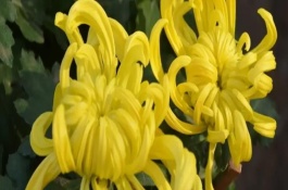 菊花要不要打頂，剪除頂端旺長(zhǎng)枝條才能促進(jìn)新枝萌發(fā)
