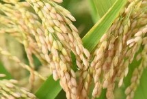 妙兩優(yōu)526水稻栽培技術(shù)要點，全生育期115.4天