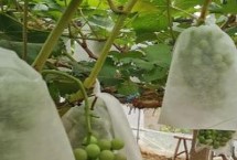 葡萄為什么套袋，噴完藥等水分干燥后要立刻套袋