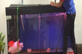 水循環(huán)魚缸需要換水嗎，至少要三天才可以放魚