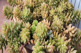 黃麗的形態(tài)特征，生長適溫為15-28℃左右