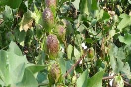 汴棉5號棉花栽培技術(shù)要點，轉(zhuǎn)基因抗蟲雜交春棉品種