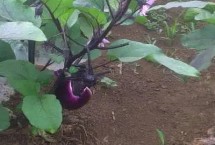 夏天種什么蔬菜能夠快速生長，包括小白菜、空心菜、番茄、茄子等品種