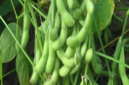 福豆234大豆種子介紹，該品種平均生育期102天