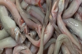 龍頭魚是海魚還是河魚，學(xué)名叫龍頭魚