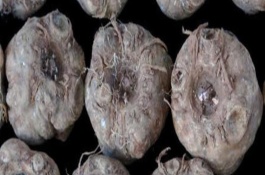 魔芋的品種有哪些，屬于一種類似芋頭的食物