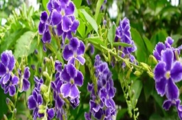 蕾絲金露花冬季耐寒溫度，可以忍耐零下4℃的低溫
