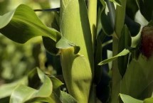 Q988玉米栽培技術(shù)要點(diǎn)，注意防治莖腐病