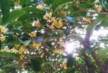 樹(shù)木從小苗到大苗一般幾年移栽一次，這5種在生活中非常常見(jiàn)