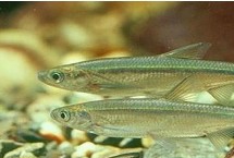 白條魚的刺多不多，體內有大量魚刺用來保持身體平衡