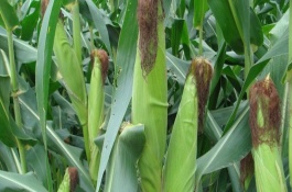 華威甜1號(hào)玉米栽培技術(shù)要點(diǎn)，每畝種植3000~3500株