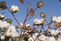 浙大14號棉花栽培技術(shù)要點，全生育期122.9天