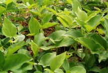 分布范圍，是多年生草本植物