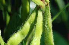 延農(nóng)12大豆栽培技術(shù)要點(diǎn)，8月中旬及時(shí)防治大豆食心蟲