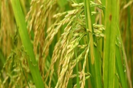 兩優(yōu)T31水稻栽培技術(shù)要點(diǎn)，中秈兩系雜交水稻品種