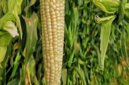 豫龍鳳1號玉米品種介紹，中抗莖腐病發(fā)病率20%