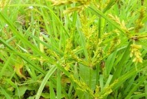 種植香附的注意事項，選擇有機質(zhì)含量高且透氣性較好的沙土或者沙壤土