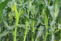 山玉13玉米栽培技術(shù)要點(diǎn)，生育期132天