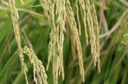 廣晶美占水稻栽培技術(shù)要點(diǎn)，感溫型常規(guī)稻品種