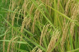 畢粳優(yōu)210水稻栽培技術(shù)要點(diǎn)，注意稻瘟病和其它病蟲害防治