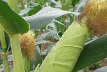 登海H897玉米栽培技術(shù)要點(diǎn)，每畝種植密度4500株