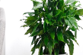 萬(wàn)年青爛根后的處理措施，每隔15天施一次腐熟的有機(jī)液肥