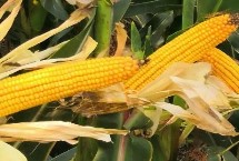 存玉35玉米栽培技術(shù)要點(diǎn)，適宜在4月下旬至5月上旬播種