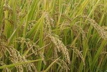 泰豐優(yōu)智920水稻栽培技術(shù)要點，每畝有效穗數(shù)20.7萬穗