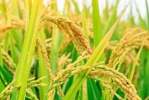 墾稻2066水稻栽培技術(shù)要點，該品種主莖11片葉