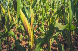 審定信息，種植密度為每畝4000株