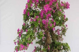三角梅的花期有多長，養(yǎng)護得當(dāng)一年四季開花不斷