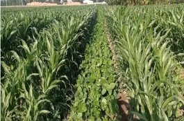 金誠508玉米栽培技術(shù)要點，中抗彎孢菌葉斑病1-5級