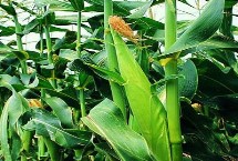 北優(yōu)18玉米栽培技術(shù)要點(diǎn)，中抗絲黑穗病9.8%MR