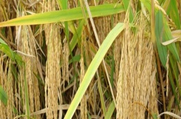 榮優(yōu)華占水稻栽培技術(shù)要點(diǎn)，全生育期118天