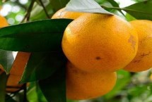 好吃的橘子品種，主產(chǎn)于廣東、湖南、四川、廣西等省份