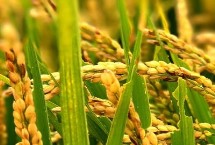 水稻成熟的季節(jié)，高產(chǎn)稻為1000-1200斤左右/畝
