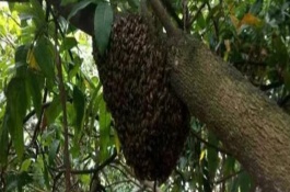 蜜蜂怎么分蜂能讓它不跑，首先工蜂會(huì)在巢門(mén)前聚集