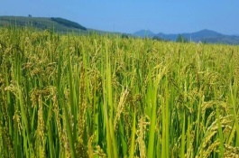 甬優(yōu)7號水稻栽培技術(shù)要點，全生育期157天