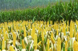 來玉219玉米栽培技術要點，適宜播期4月下旬至5月中旬