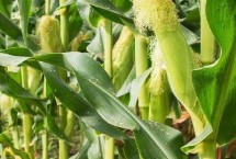 騰玉199玉米栽培技術要點，注意病蟲害防治