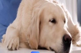 犬瘟的傳播途徑，初期其體溫可高達(dá)39.5-41℃