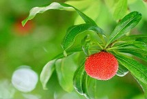 楊梅樹的嫁接時(shí)間及方法，荸薺楊梅為我國著名良種