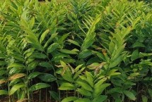 玉竹的種植時間，春季和秋季均可種植