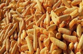 強(qiáng)盛178玉米栽培技術(shù)要點(diǎn)，適宜播期4月25日至5月上旬