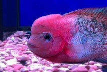 羅漢魚最佳水溫，需根據(jù)生長階段調(diào)整溫度
