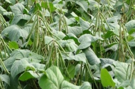 種植綠豆怎么施肥，晚上8點過后最適合澆水