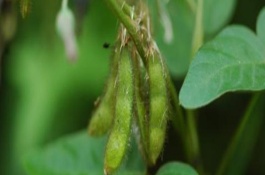黔豆7號(hào)大豆栽培技術(shù)要點(diǎn)，每畝密度2~2.7萬(wàn)株
