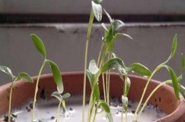 牛奶澆花的好處和壞處，純牛奶兌水可以澆花
