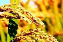 中發(fā)優(yōu)9822水稻栽培技術(shù)要點，晚造全生育期113～116天