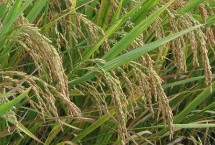 裕粳1號(hào)水稻栽培技術(shù)要點(diǎn)，全生育期139.6天